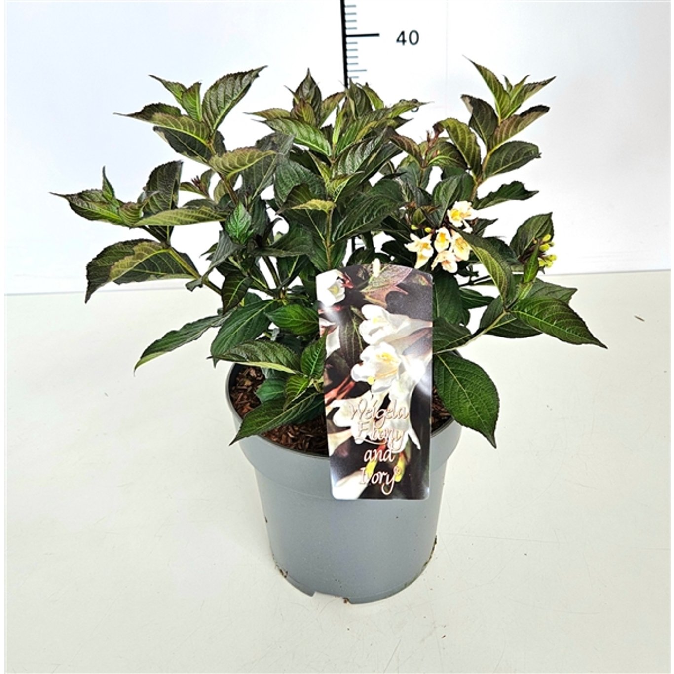 Weigela 'Ebony and Ivory' - C5 30-40 CM